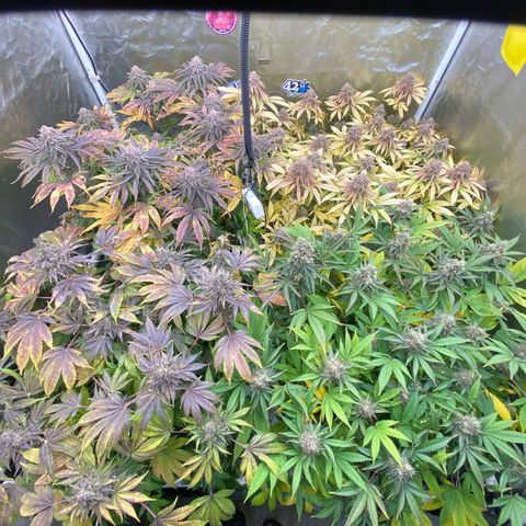 Blueberry Pancake growlog timeline photo