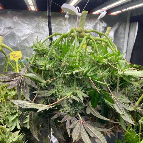 Blueberry Pancake growlog timeline photo