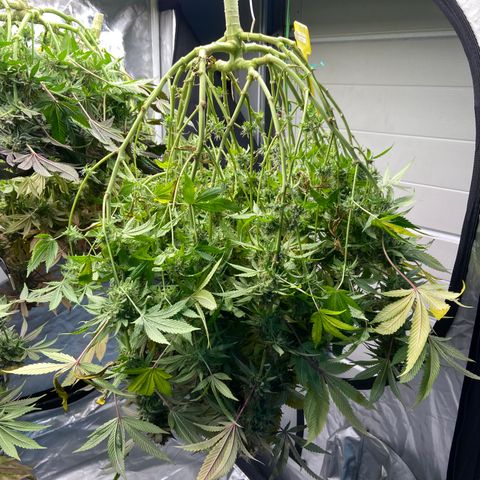 Blueberry Pancake growlog timeline photo