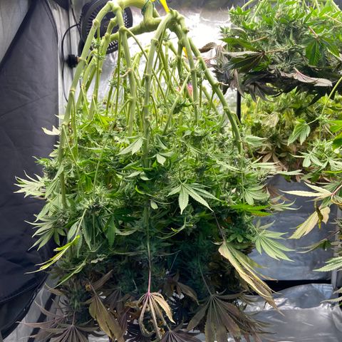 Blueberry Pancake growlog timeline photo