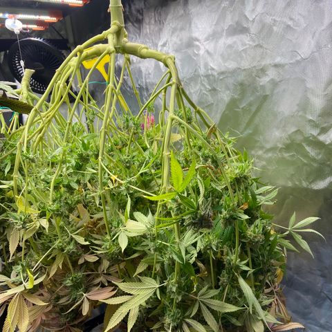 Blueberry Pancake growlog timeline photo