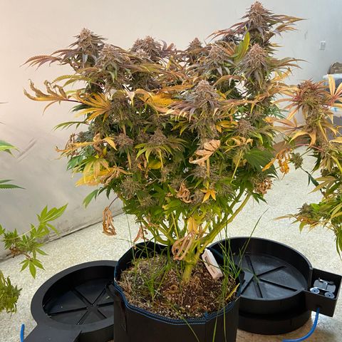 Blueberry Pancake growlog timeline photo