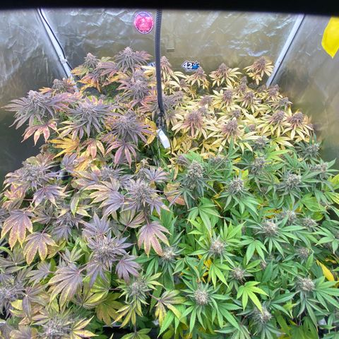 Blueberry Pancake growlog timeline photo