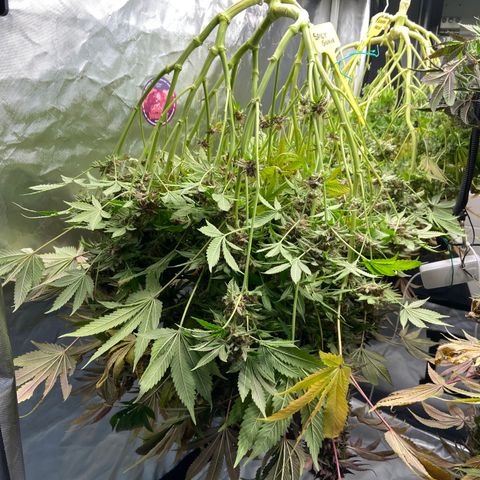 Blueberry Pancake growlog timeline photo