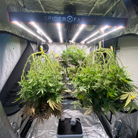 Blueberry Pancake growlog timeline photo