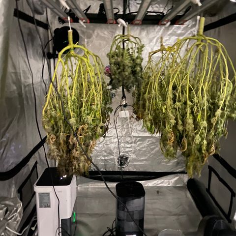 Blueberry Pancake growlog timeline photo