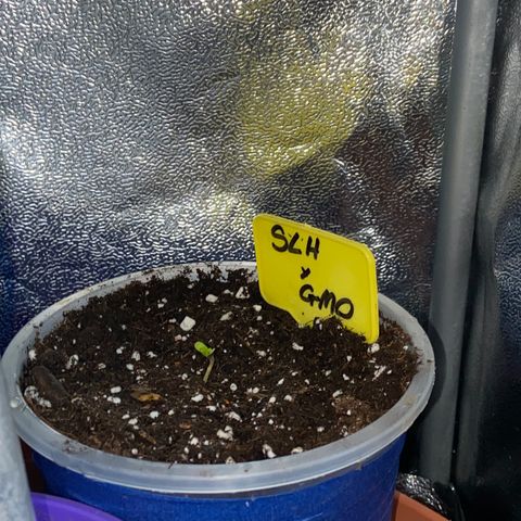 Super Lemon Haze x Clementine growlog timeline photo