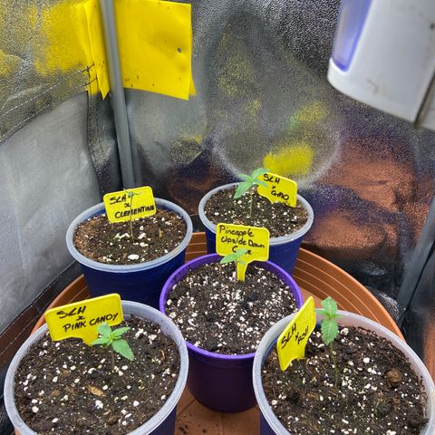 Pineapple Upside Down Cake growlog timeline photo