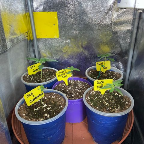 Pineapple Upside Down Cake growlog timeline photo