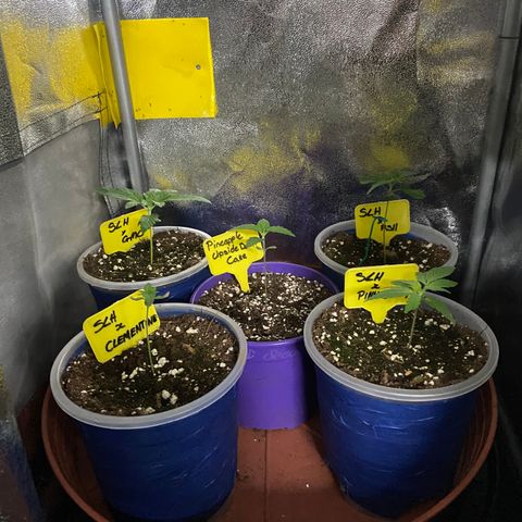 Pineapple Upside Down Cake growlog timeline photo