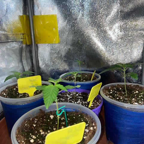 Pineapple Upside Down Cake growlog timeline photo