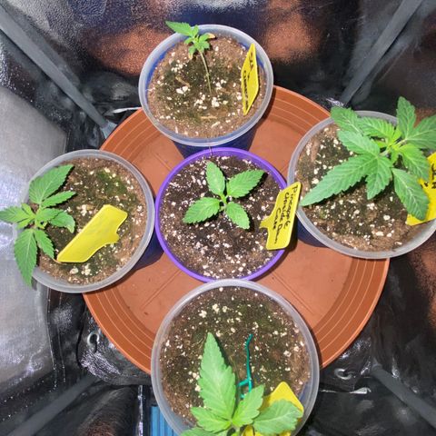 Pineapple Upside Down Cake growlog timeline photo