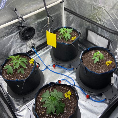 Super Lemon Haze x Clementine growlog timeline photo