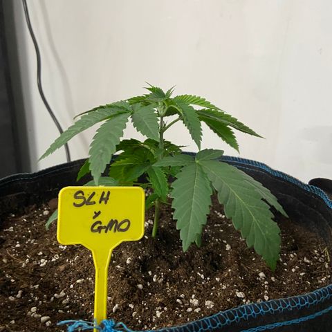 Super Lemon Haze x Clementine growlog timeline photo