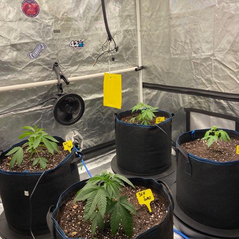 Super Lemon Haze x Clementine growlog timeline photo