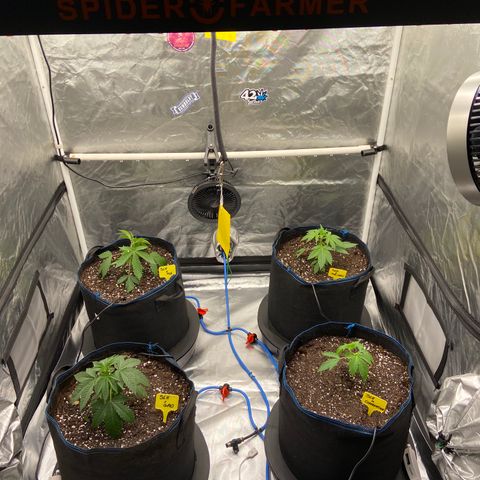 Super Lemon Haze x Clementine growlog timeline photo