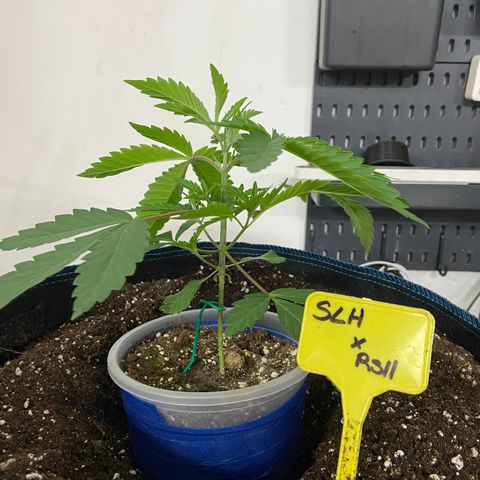 Super Lemon Haze x Clementine growlog timeline photo