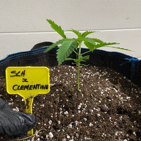 Super Lemon Haze x Clementine growlog timeline photo