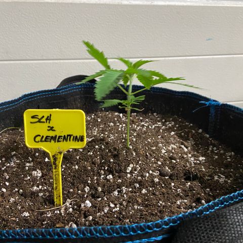 Super Lemon Haze x Clementine growlog timeline photo