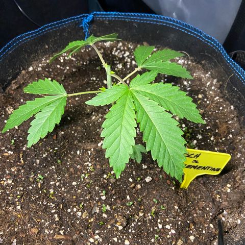 Super Lemon Haze x Clementine growlog timeline photo
