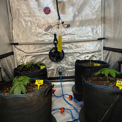 Super Lemon Haze x Clementine growlog timeline photo
