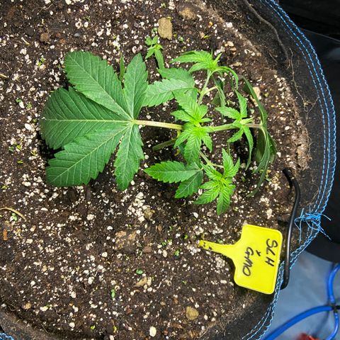 Super Lemon Haze x Clementine growlog timeline photo