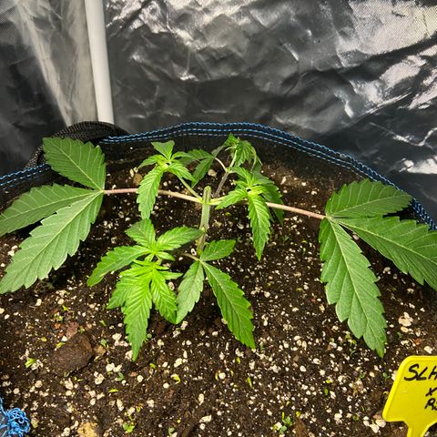 Super Lemon Haze x Clementine growlog timeline photo