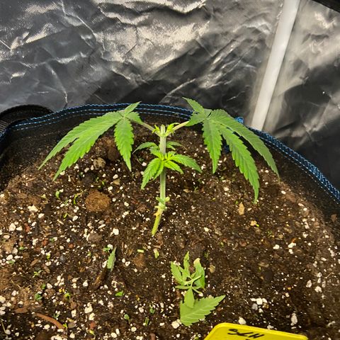 Super Lemon Haze x Clementine growlog timeline photo