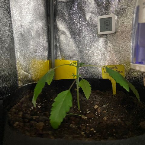 Pineapple Upside Down Cake growlog timeline photo