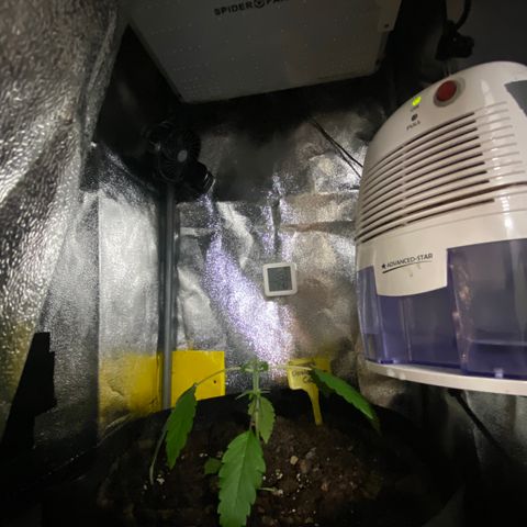 Pineapple Upside Down Cake growlog timeline photo