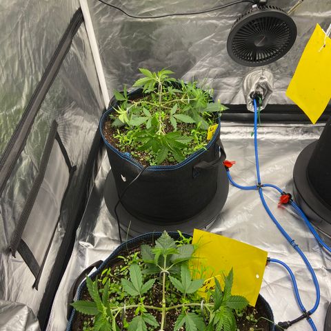 Super Lemon Haze x Clementine growlog timeline photo