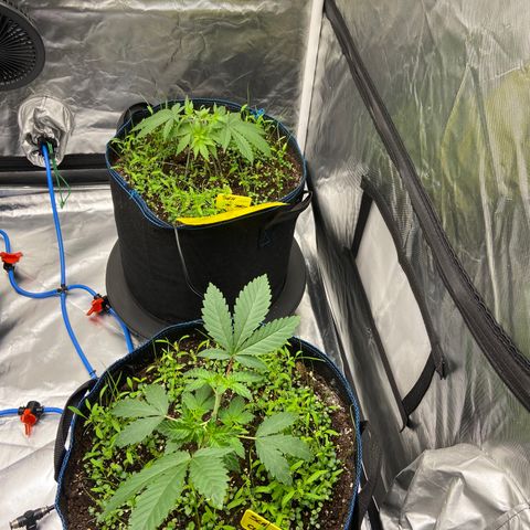 Super Lemon Haze x Clementine growlog timeline photo