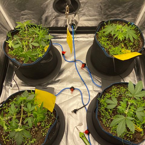 Super Lemon Haze x Clementine growlog timeline photo