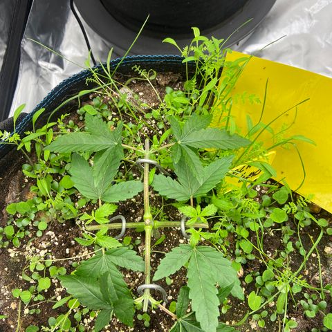 Super Lemon Haze x Clementine growlog timeline photo