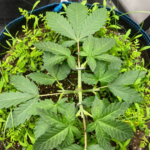 Super Lemon Haze x Clementine growlog timeline photo