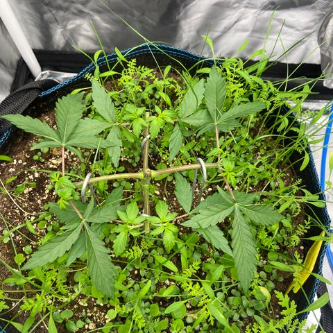 Super Lemon Haze x Clementine growlog timeline photo