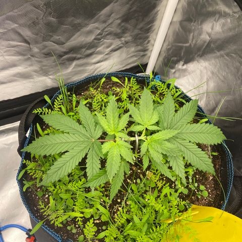 Super Lemon Haze x Clementine growlog timeline photo