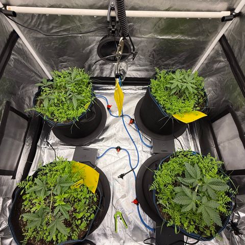 Super Lemon Haze x Clementine growlog timeline photo