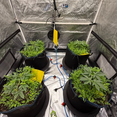 Super Lemon Haze x Clementine growlog timeline photo