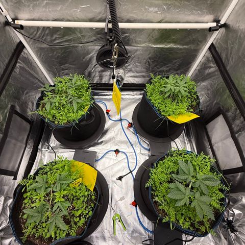 Super Lemon Haze x Clementine growlog timeline photo