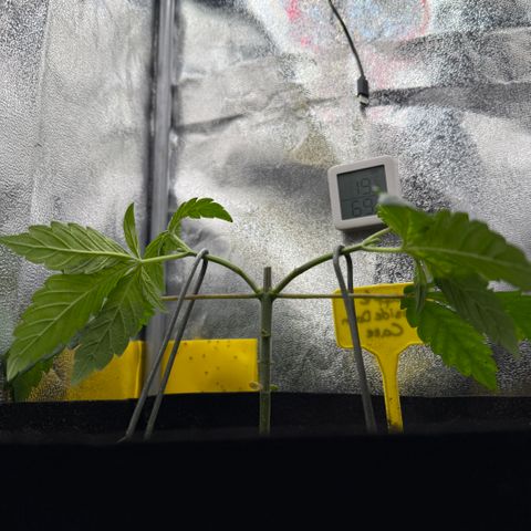 Pineapple Upside Down Cake growlog timeline photo
