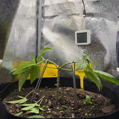 Pineapple Upside Down Cake growlog timeline photo