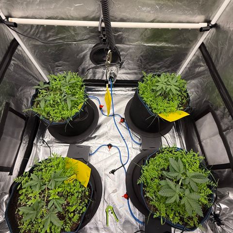 Super Lemon Haze x Clementine growlog timeline photo