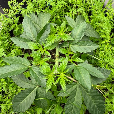 Super Lemon Haze x Clementine growlog timeline photo