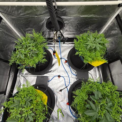 Super Lemon Haze x Clementine growlog timeline photo