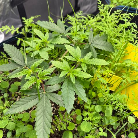 Super Lemon Haze x Clementine growlog timeline photo