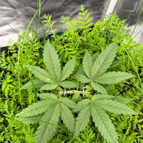 Super Lemon Haze x Clementine growlog timeline photo