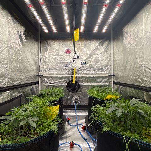 Super Lemon Haze x Clementine growlog timeline photo