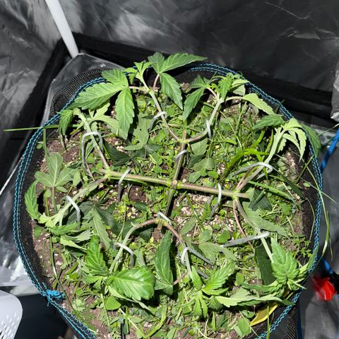 Super Lemon Haze x Clementine growlog timeline photo
