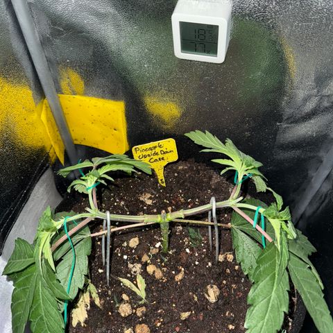 Pineapple Upside Down Cake growlog timeline photo